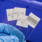 Microscope slides with white labels.
